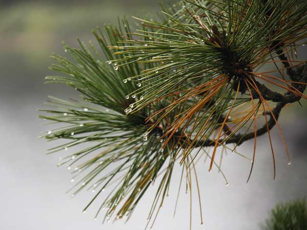 Pine needles dripping dew