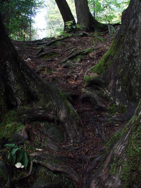 Trail roots