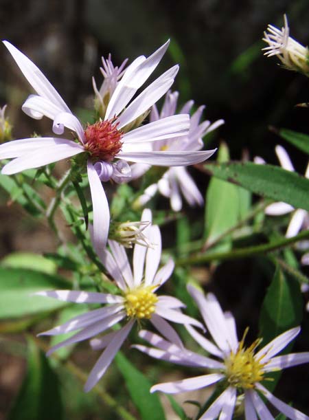 Asters