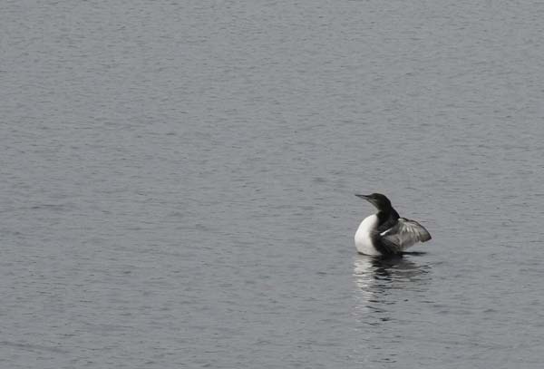 Loon dance