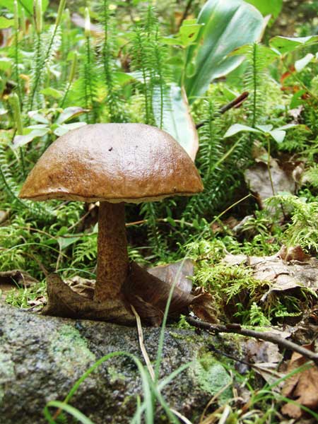 Mushroom on trail