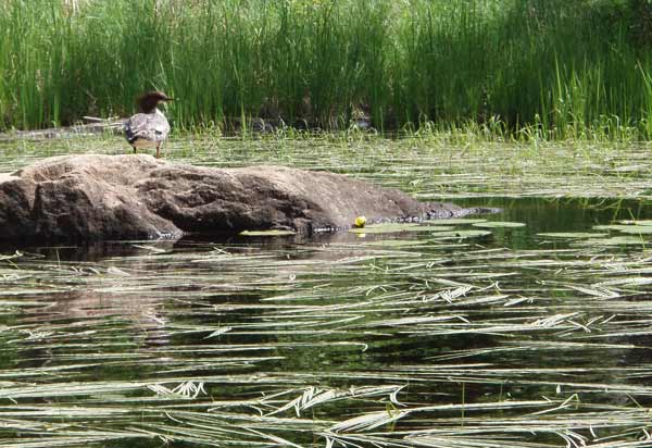 Merganser