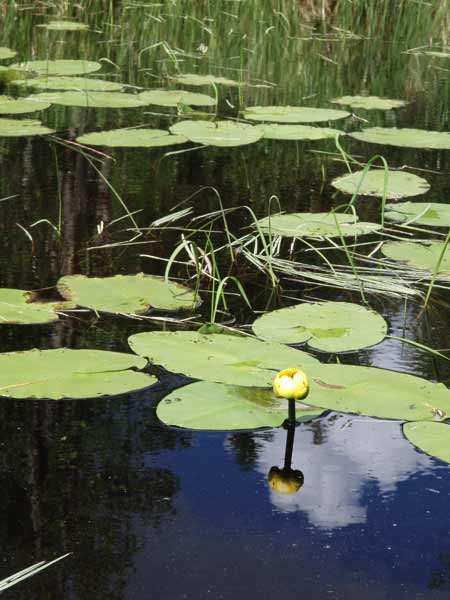 Lily bud