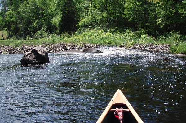 Beaver dam on the Little Indian Sioux River