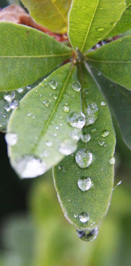 Bay leaves