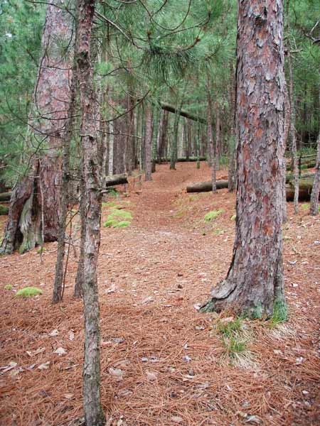 Trail to latrine