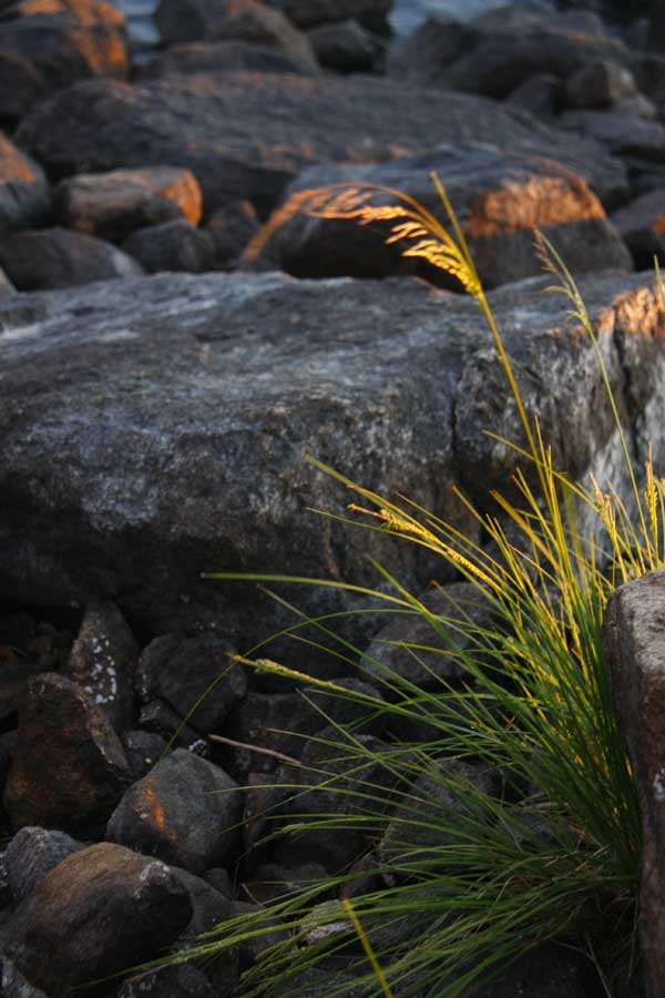 Sunset in the grass