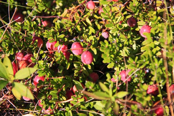 Cranberries