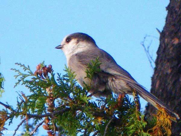 Grey Jay