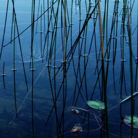 Lake Insula water webs