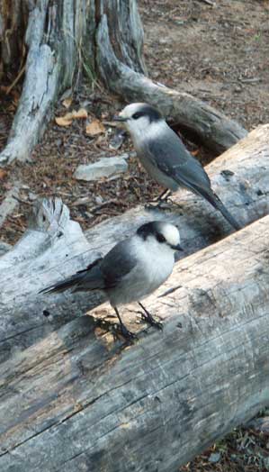 Grey jays