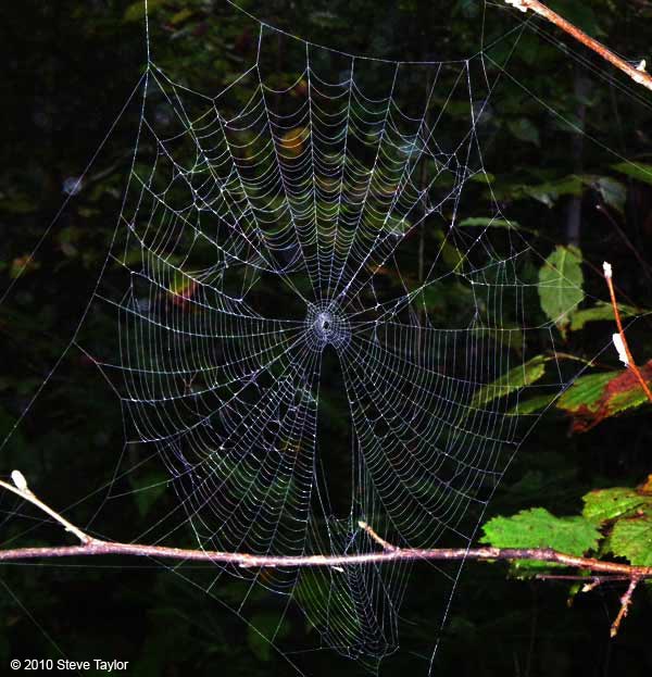 Web