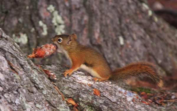 Red squirrel