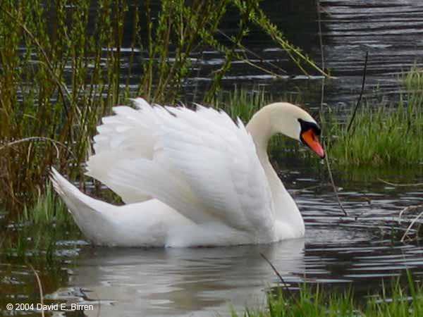 0404_CochemSwan1_LR