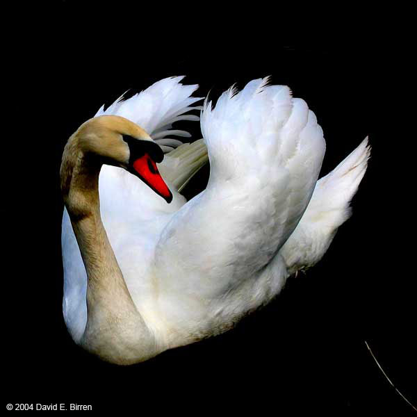 0404_CochemSwan2_LR