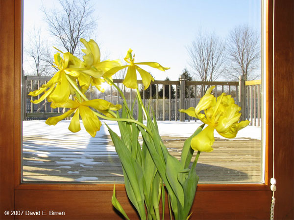 0702_Daffodils02_LR