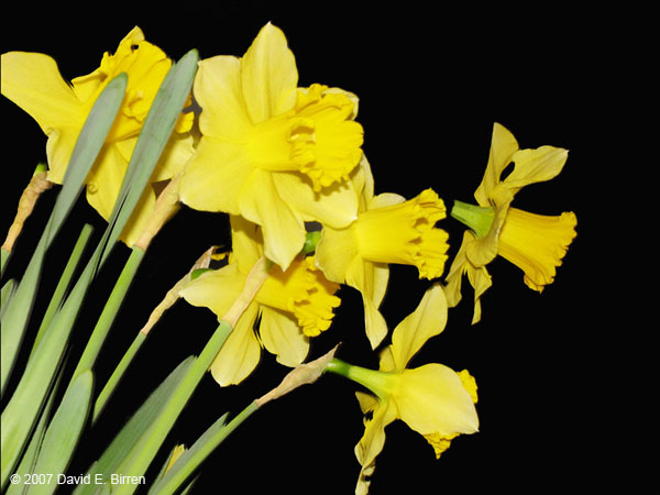 0702_Daffodils26_LR