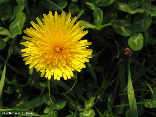 0705_DandelionIAT_LR