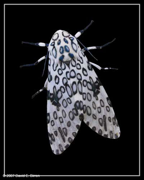 0705_LeopardMoth_LR