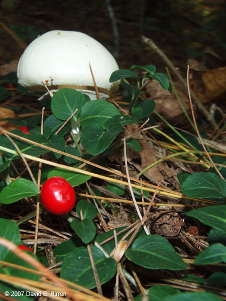 0709_Partridgeberry_LR