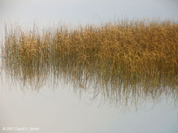 0710_LkPinesGrass_LR