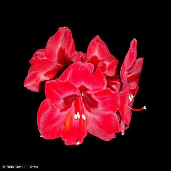 0802_Amaryllis_LR