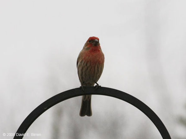 0804_HouseFinch_LR