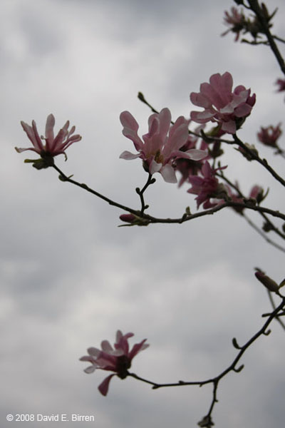 0804_Magnolia_LR