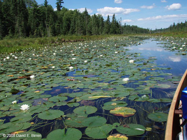 0808_BWCA-GebeCr_LR